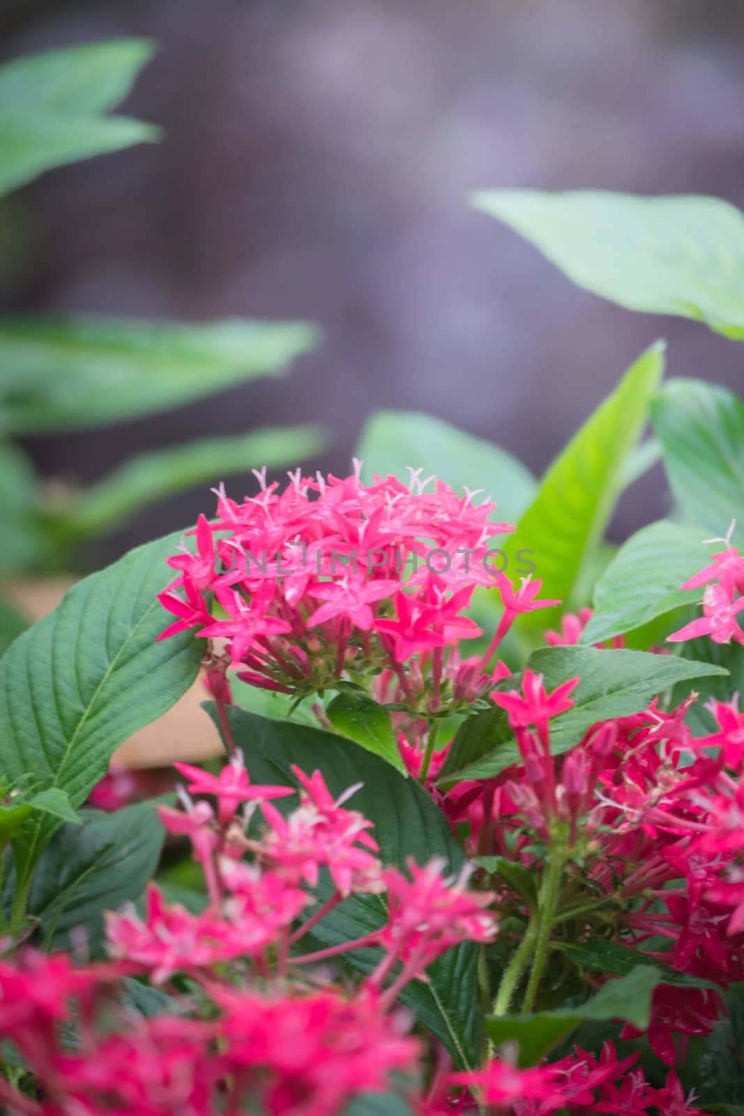 The background image of the colorful flowers, background nature