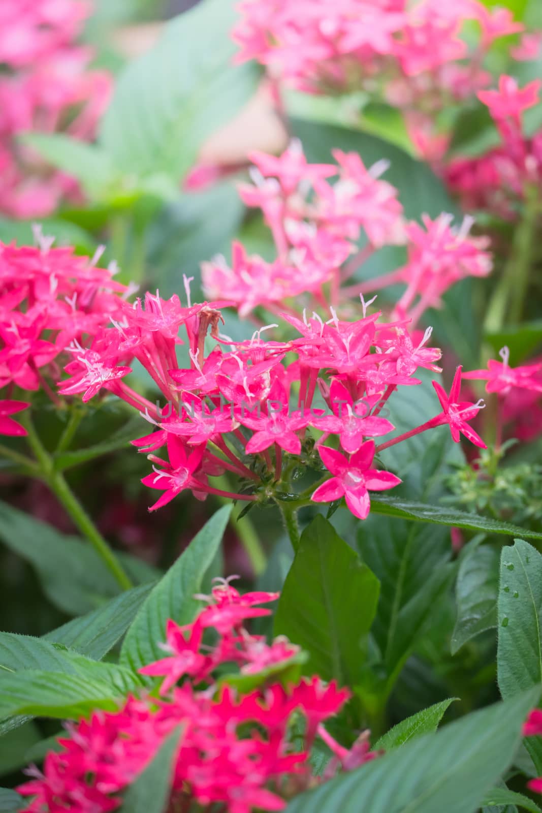 The background image of the colorful flowers by teerawit