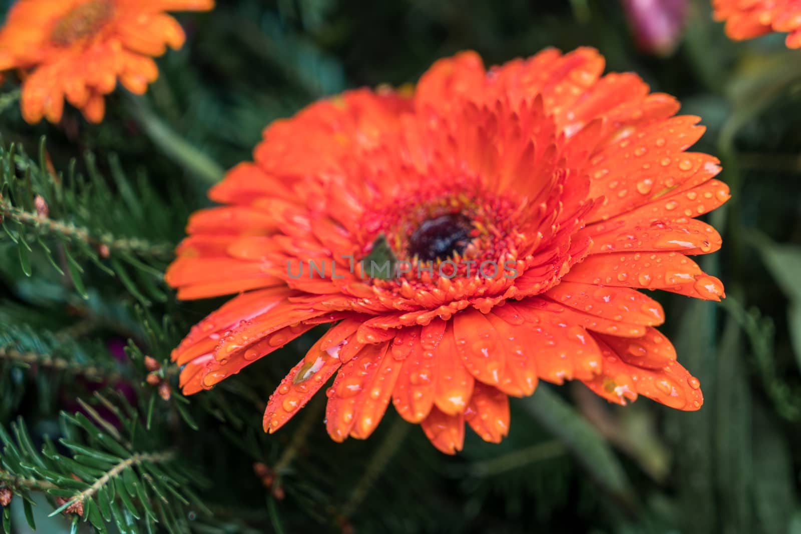 Raindrops on an Orange Gerbera (Asteraceae) by phil_bird