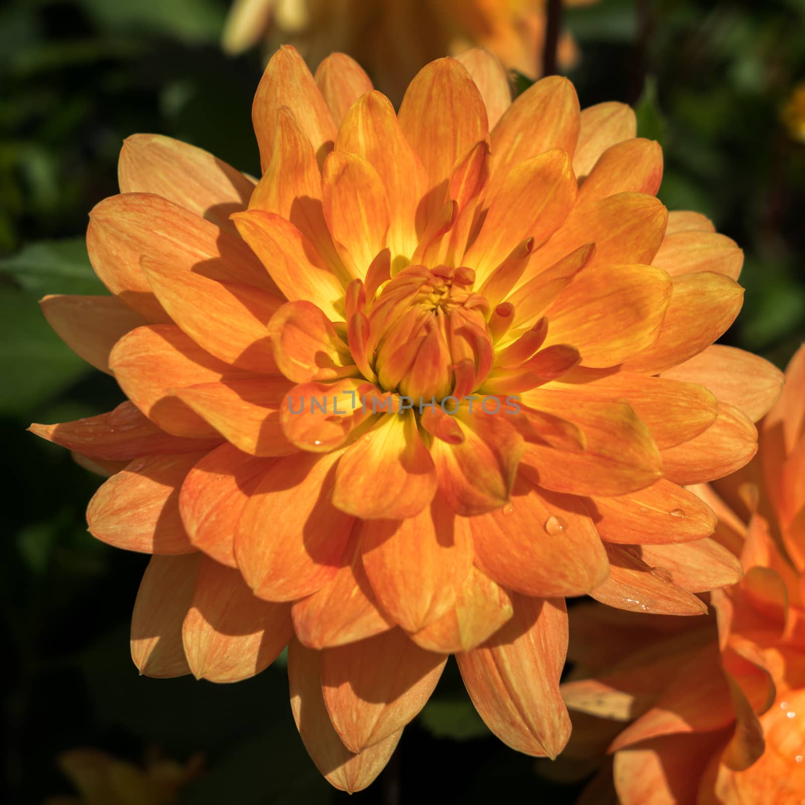 Orange Dahlia in Full Bloom