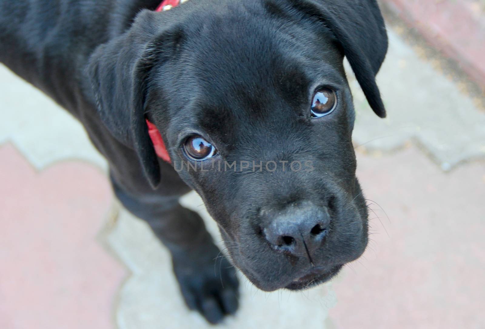 small black puppy cane corso with red collar. photo