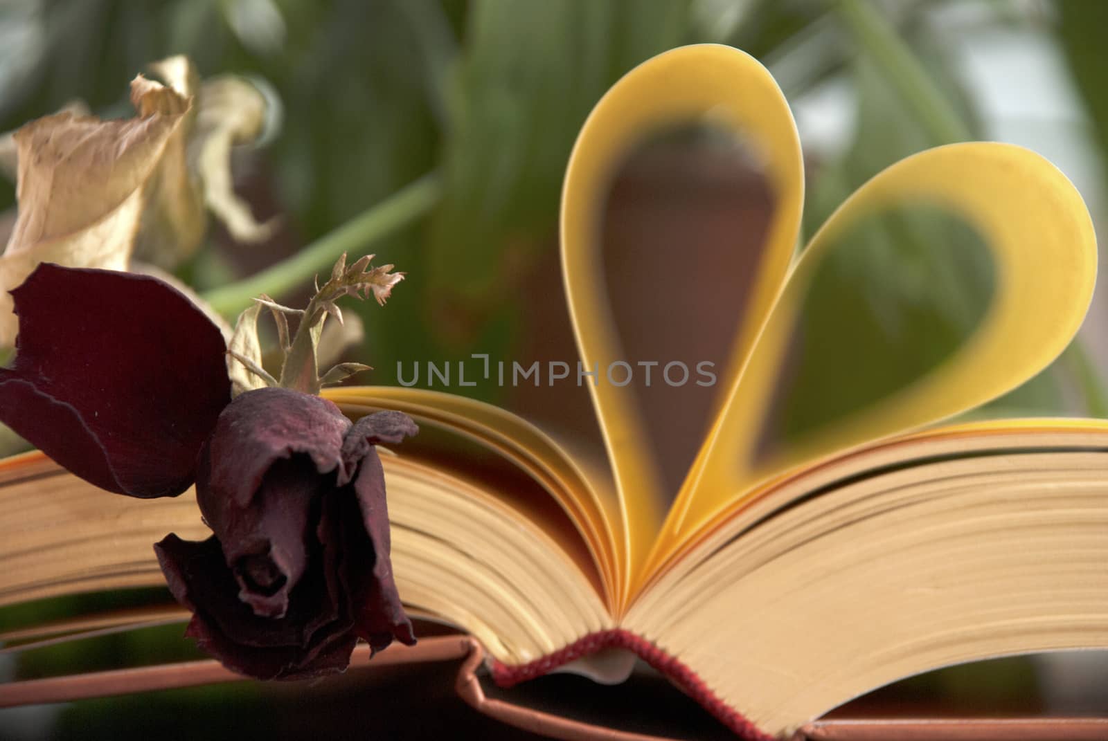 Love and Books and Rose by MelekKalyoncu