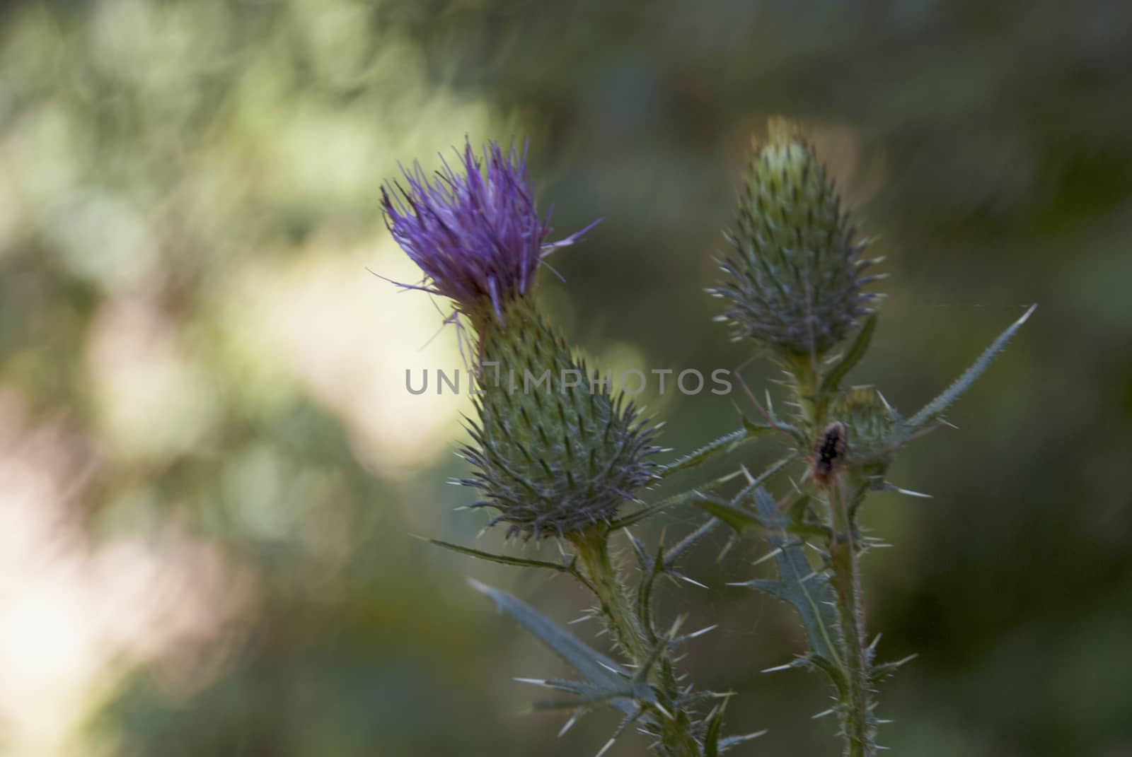 Used in the field of herbal medicine Thistle flower, symbol of Scotland