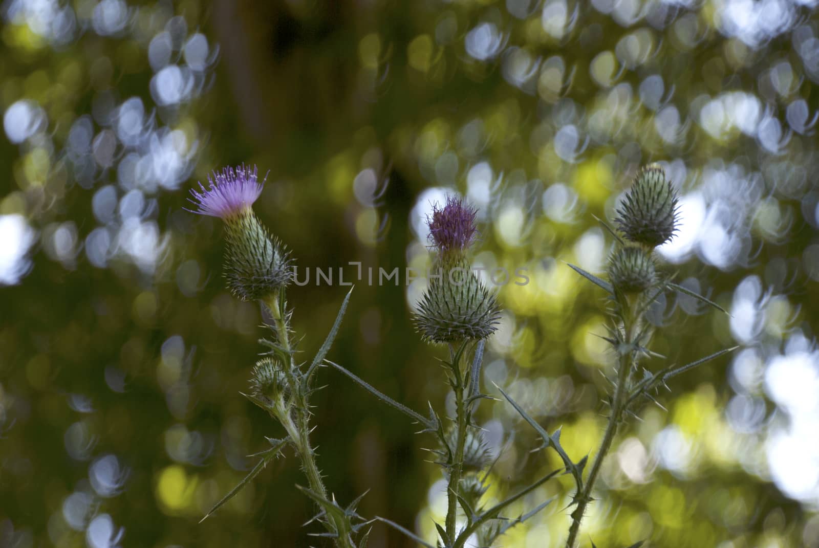 Used in the field of herbal medicine Thistle flower, symbol of Scotland