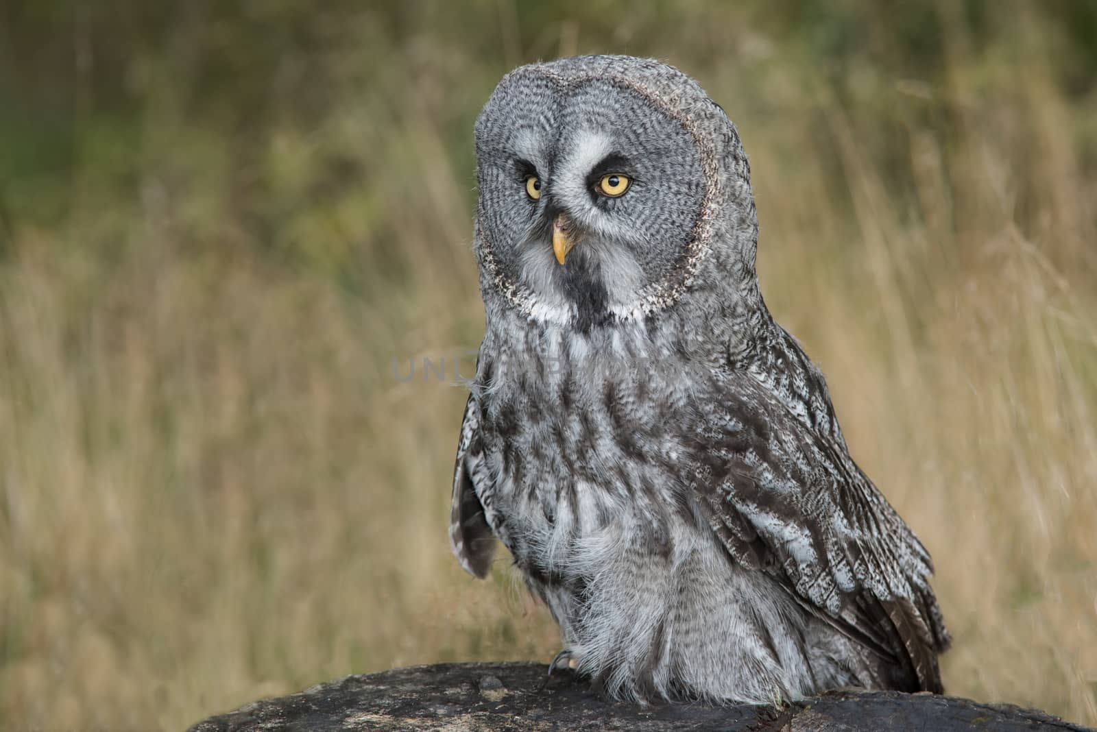 A close image of a great grey gray owl standing on a rock facing slightly left against a natural background