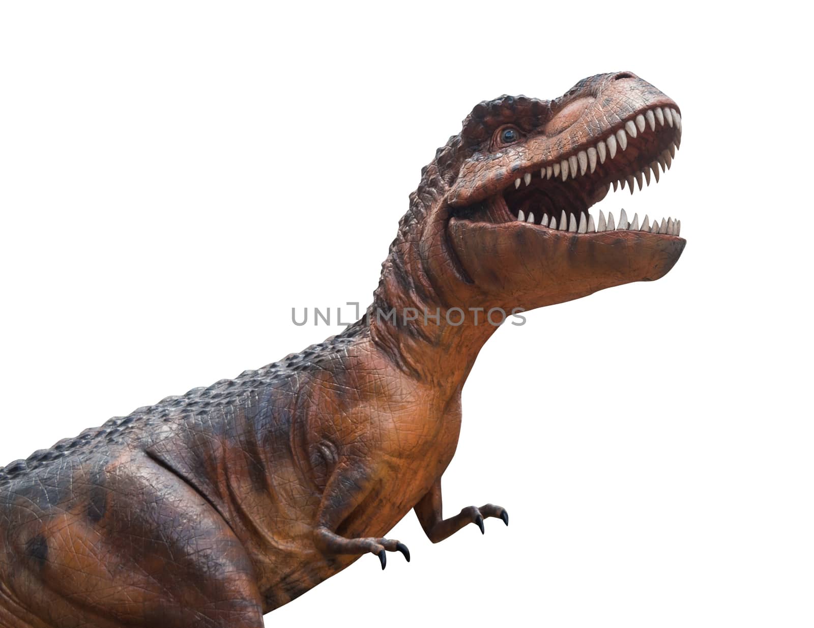 Tyrannosaurus rex is fighting . Isolated background by stockdevil