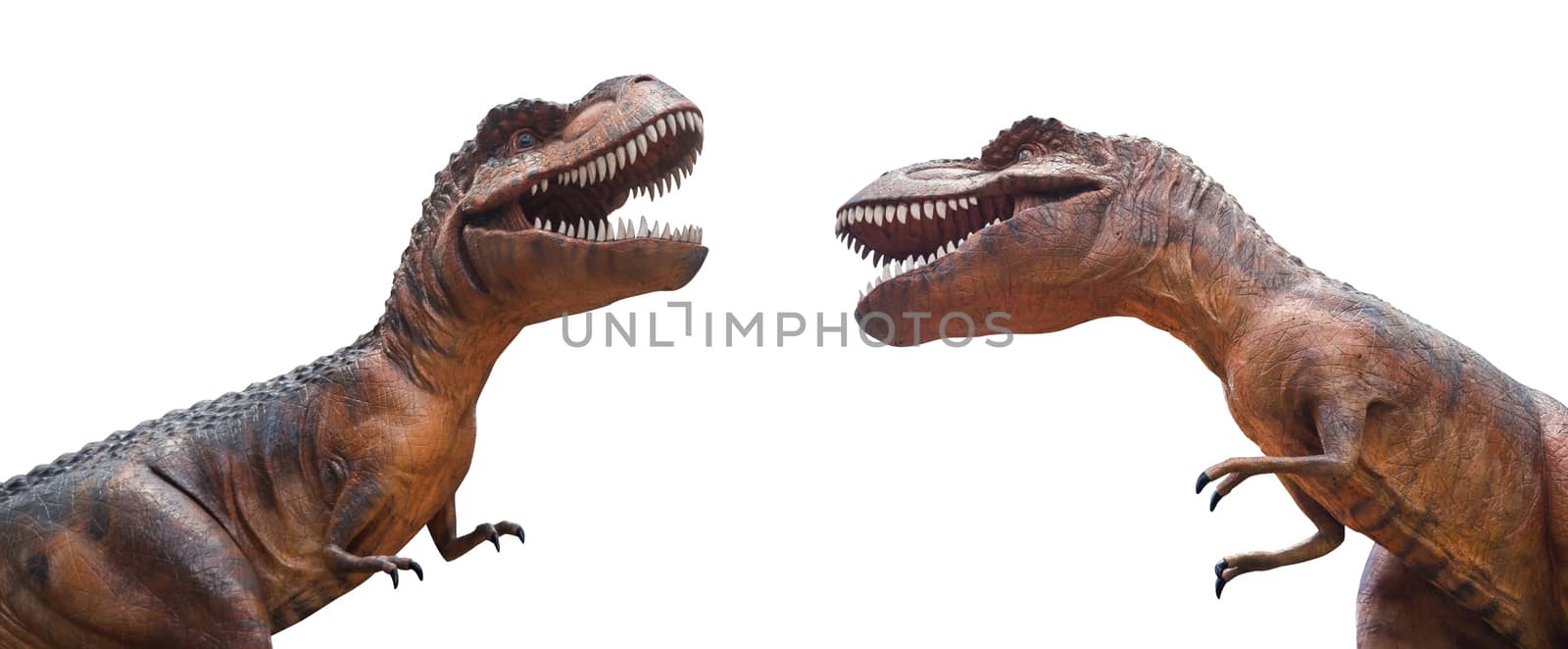 Tyrannosaurus rex are fighting . Isolated background by stockdevil