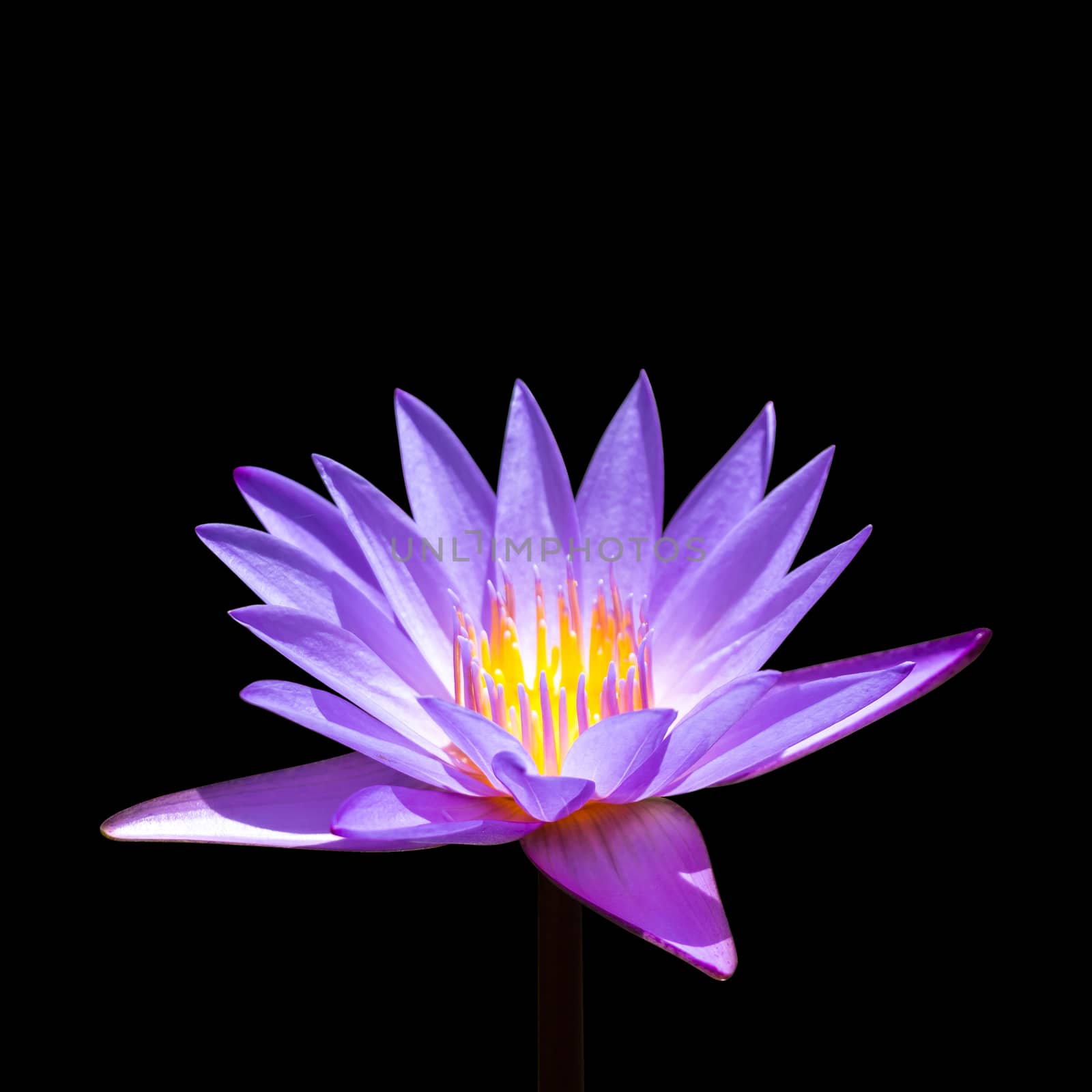 Purple lotus on isolated background .