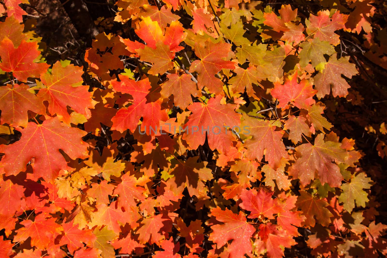 Brightly colored leaves in Zion National Park. Utah