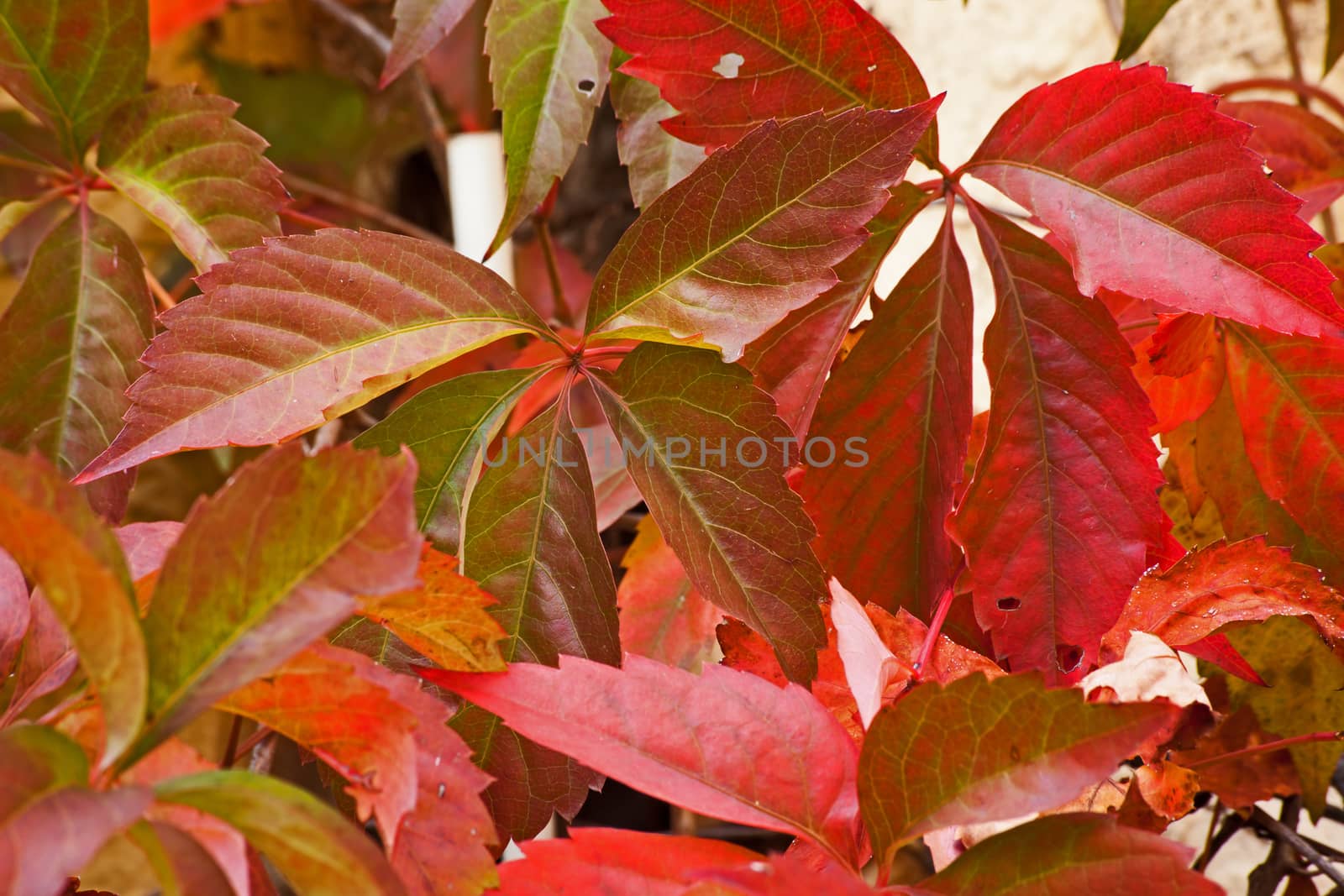 Virginia Creeper (Parthenocissus quinquefolia) by kobus_peche