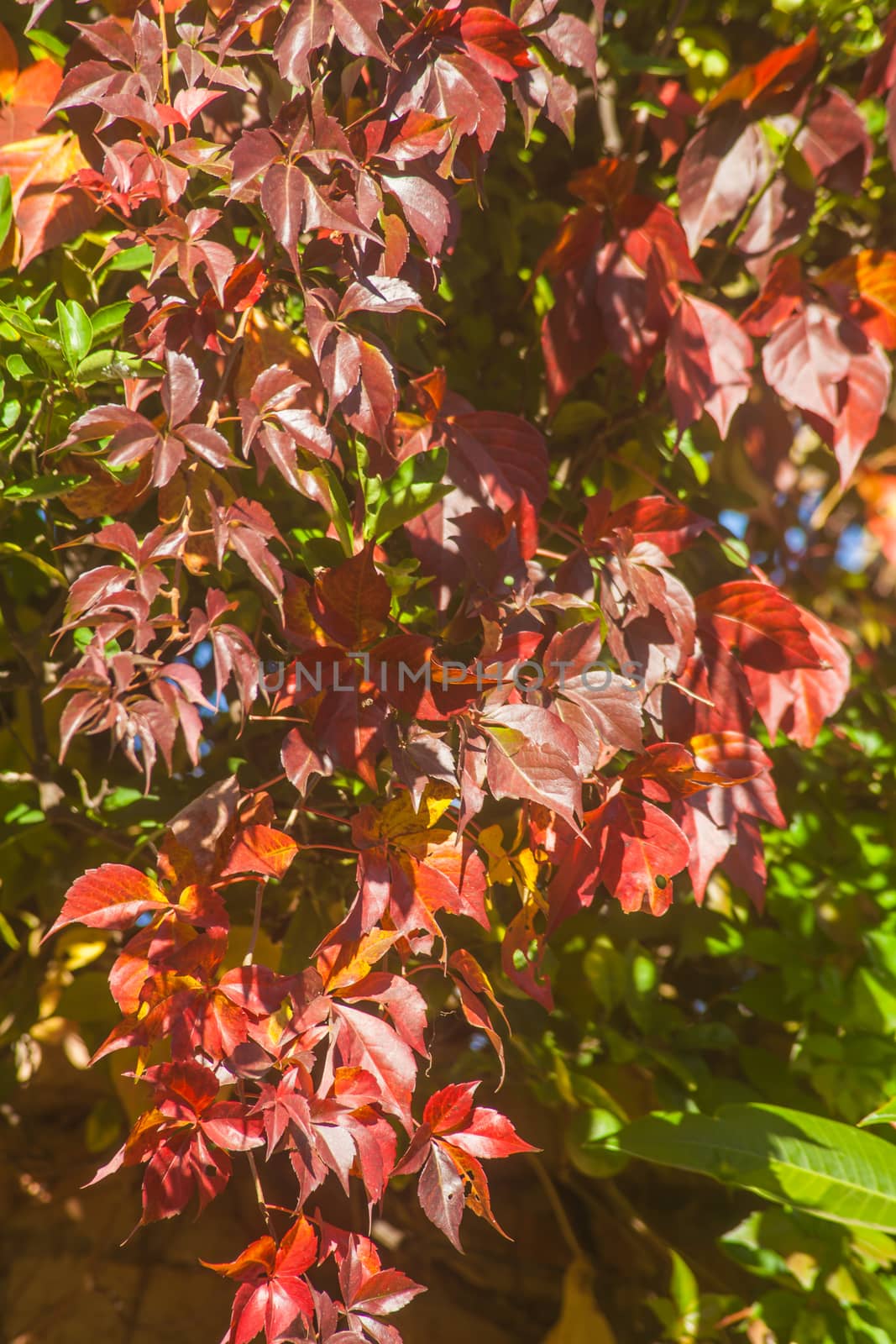 Red autumn leaves of the Virginia Creeper (Parthenocissus quinquefolia)