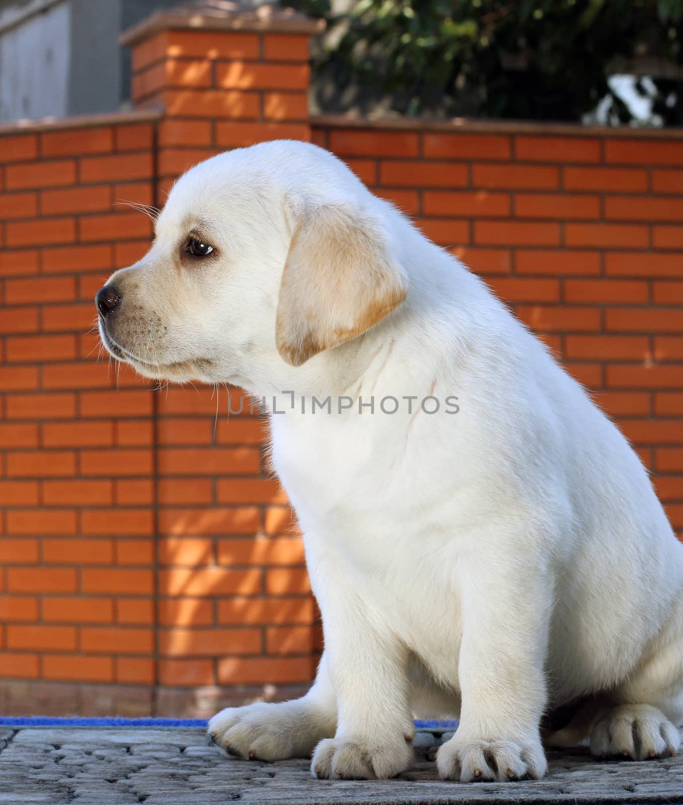 little yellow labrador puppy sitting on blue background
