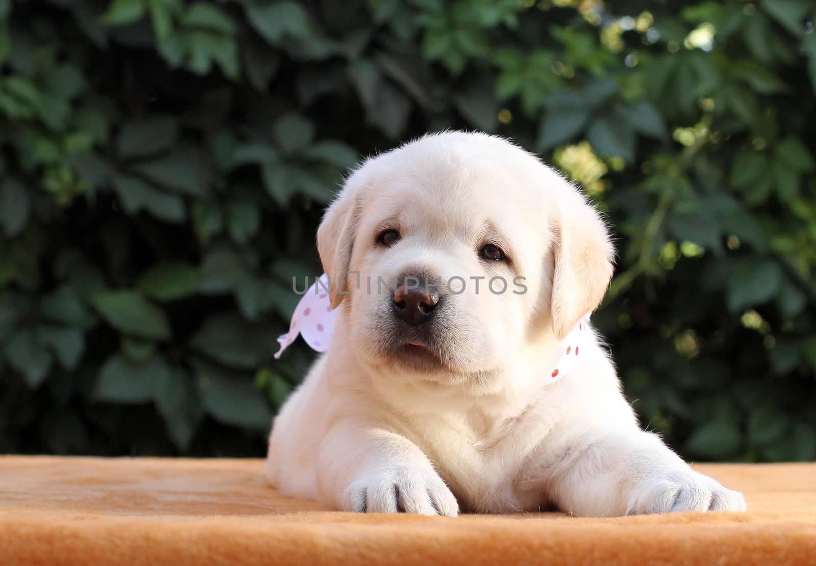 a little yellow labrador puppy sitting on yellow background
