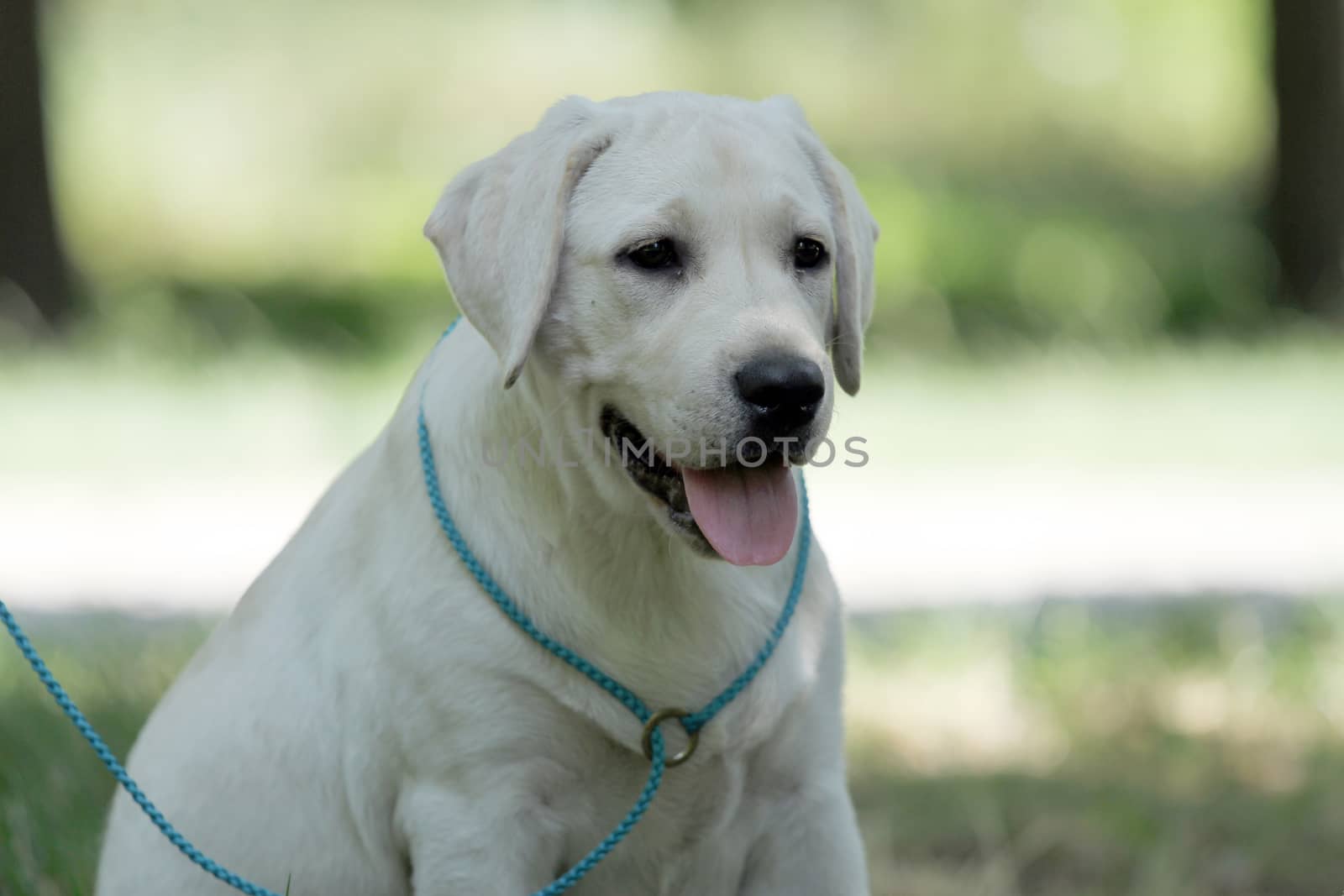 the little yellow labrador puppy sitting in the park