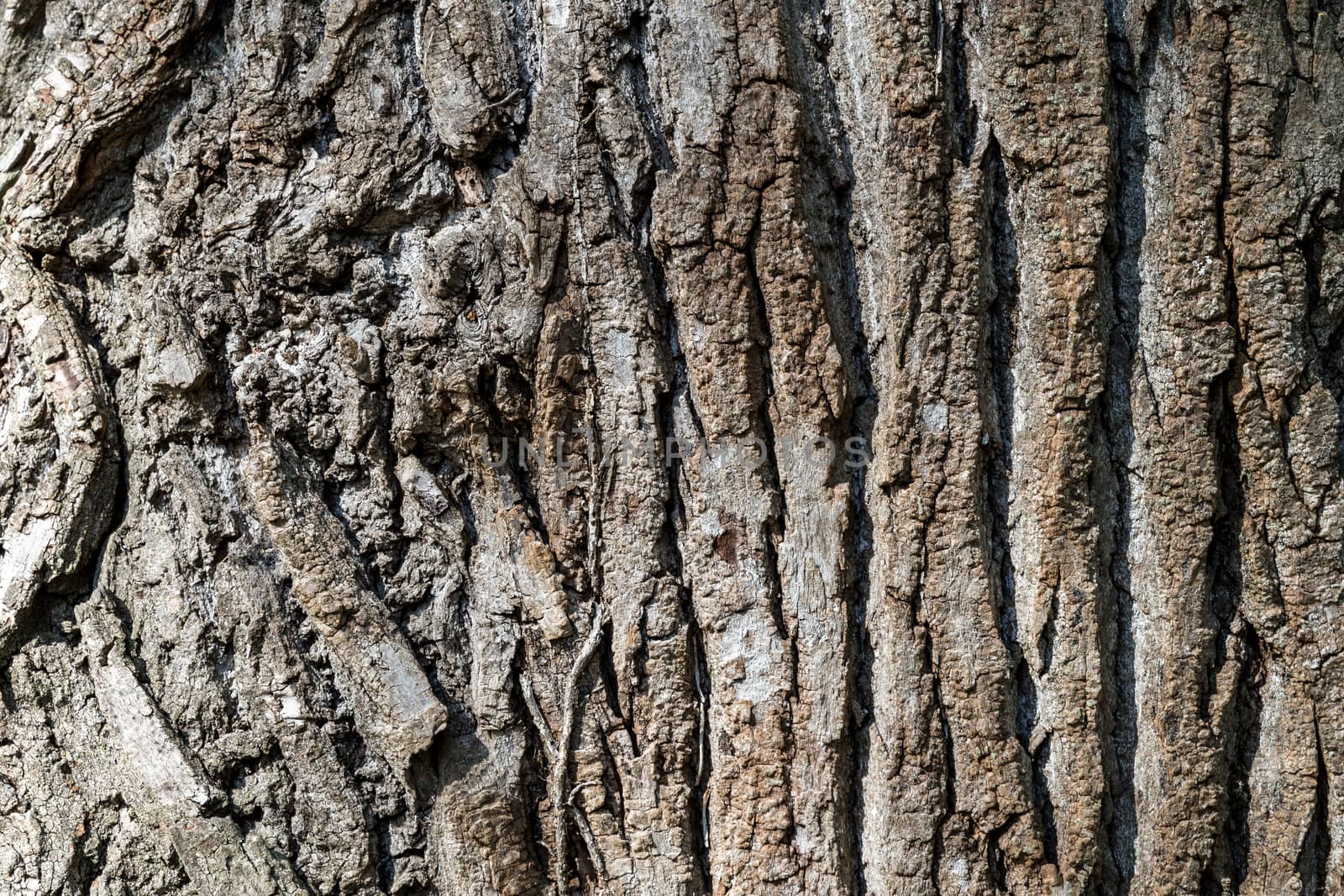 Texture (background) shot of brown tree bark, filling the frame.