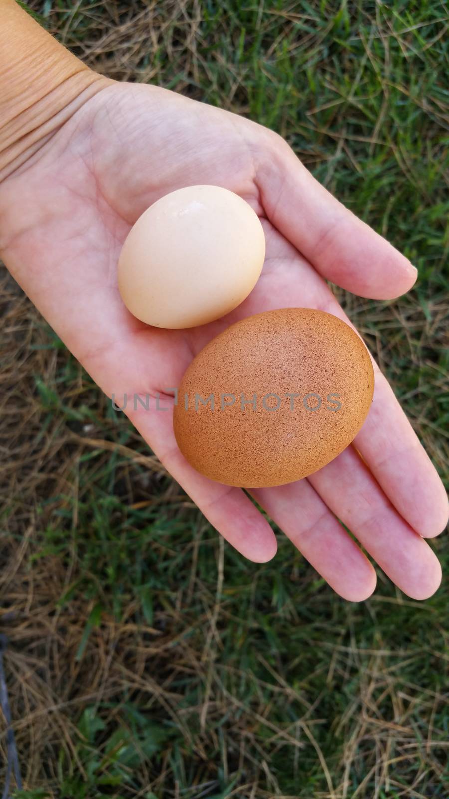 Female Hand Holding Two Different Sized Organic Eggs In Palm of Hand.