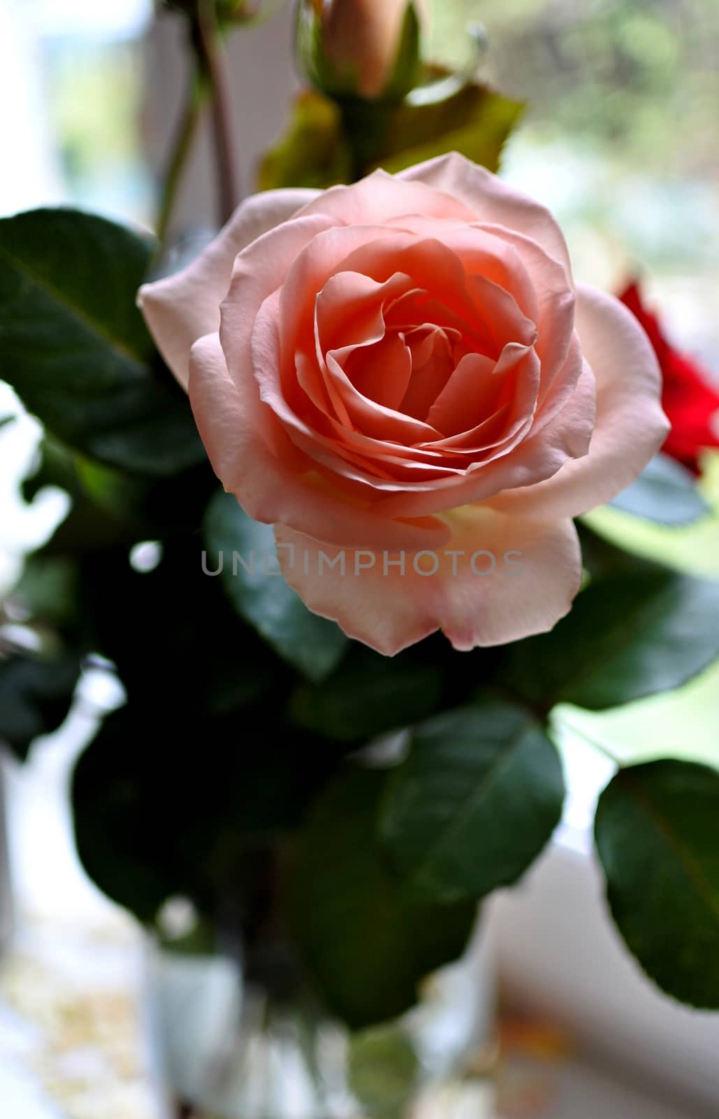 delicate pink rose in a vase on the window by valerypetr