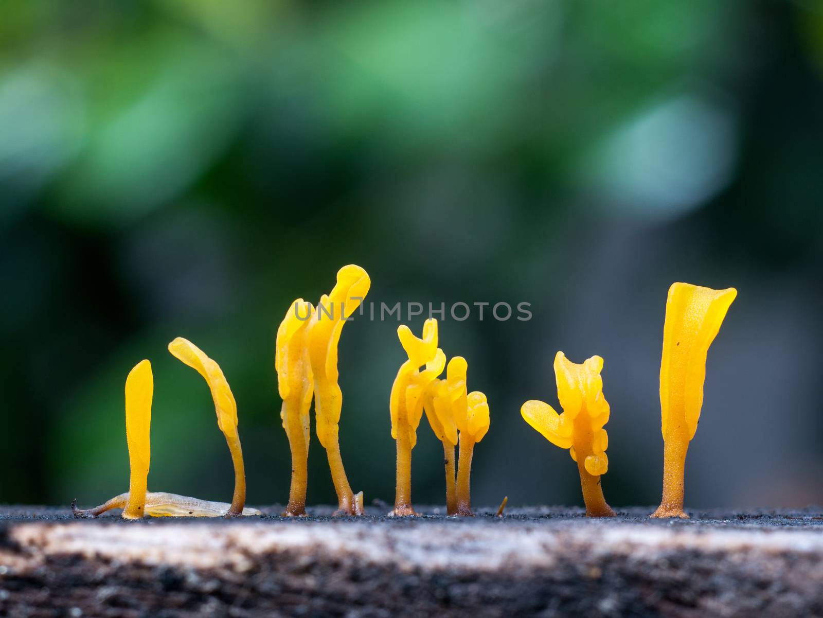 Dacryopinax spathularia,an edible jelly fungus,grows on rotting wood with defocus of green leaf background