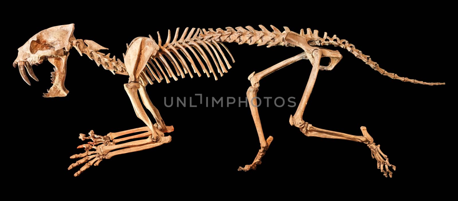 Saber - toothed tiger ( Hoplophoneus primaevus ) skeleton . Isolated background by stockdevil