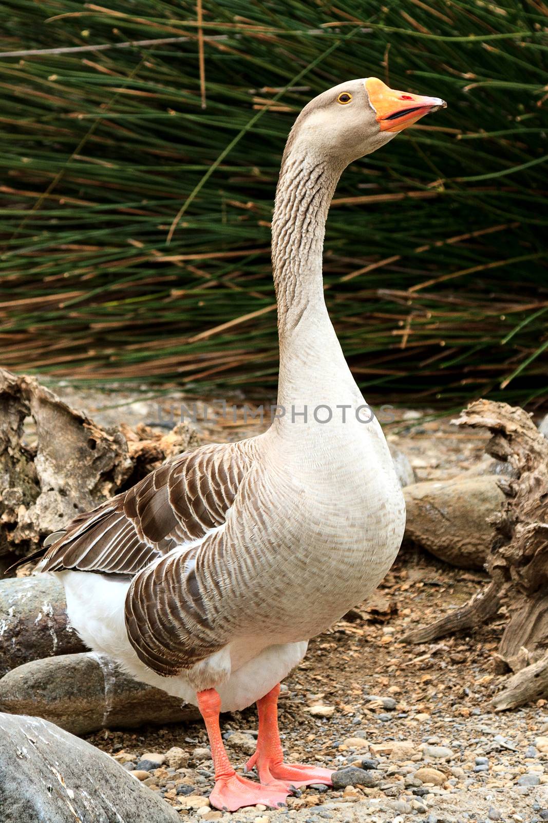 Closeup shot of big adult goose