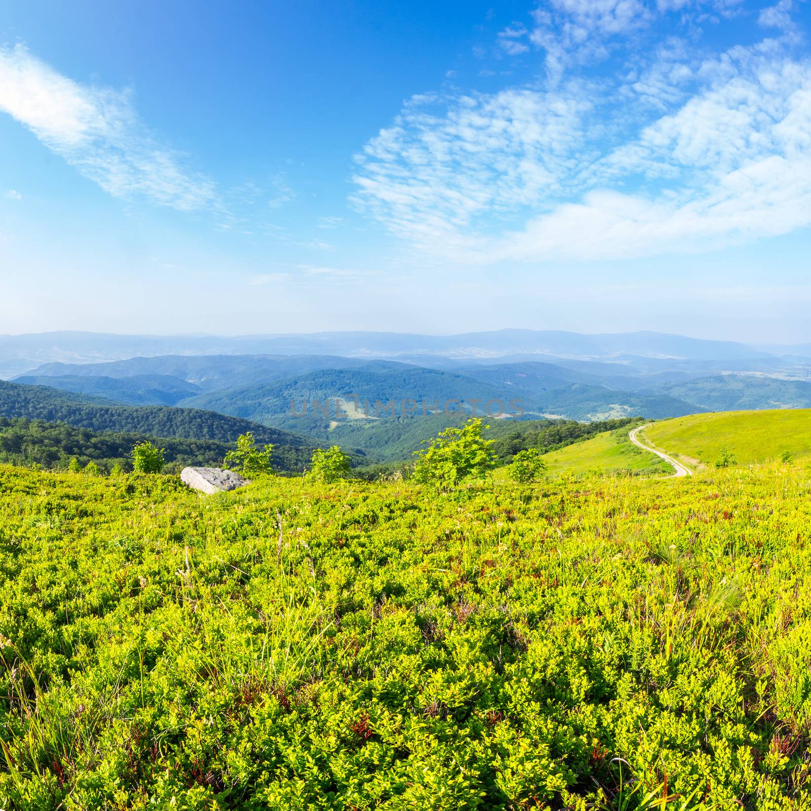 winding country road on a hillside near the forest