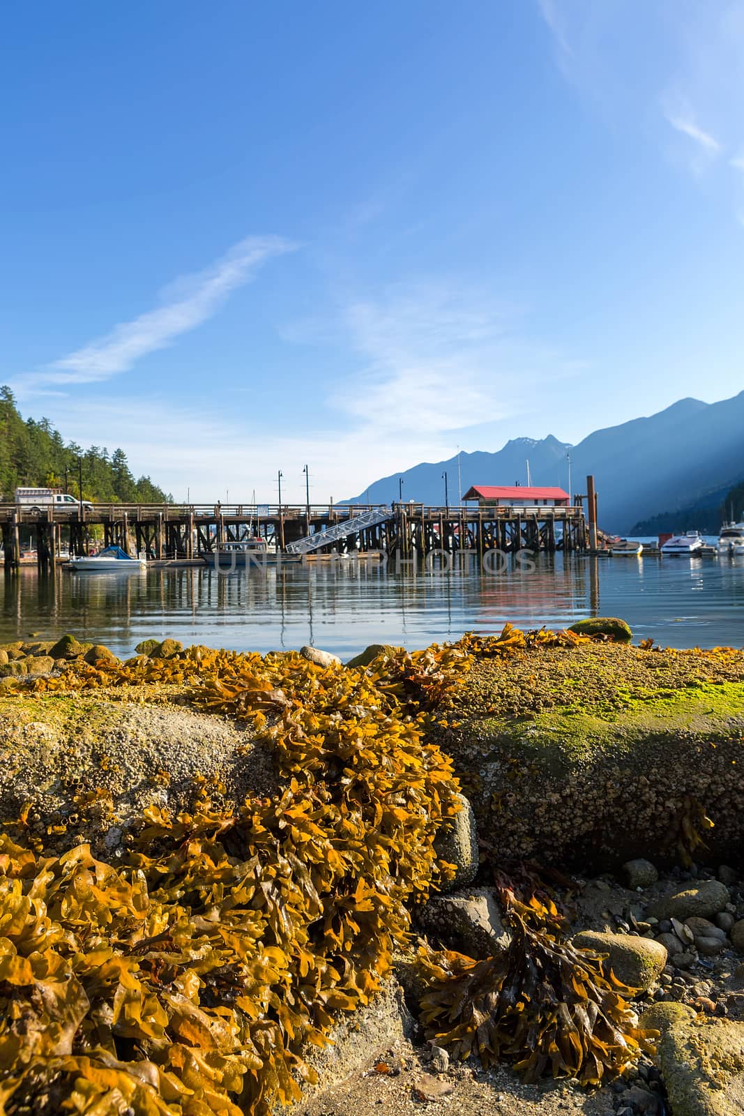Low Tide at Horseshoe Bay Canada on a Sunny Day by Davidgn