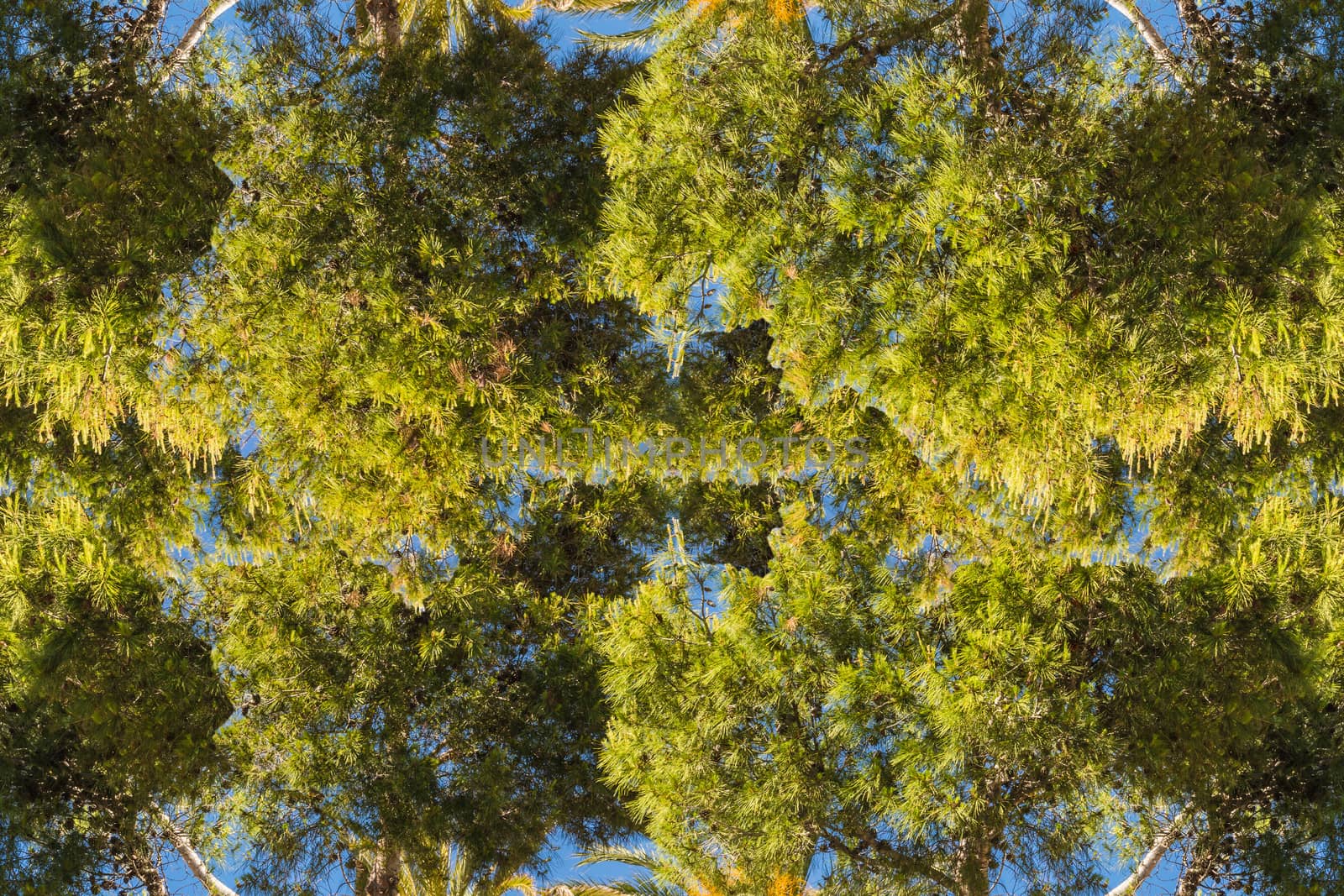 Pine forest in Spain by JFsPic