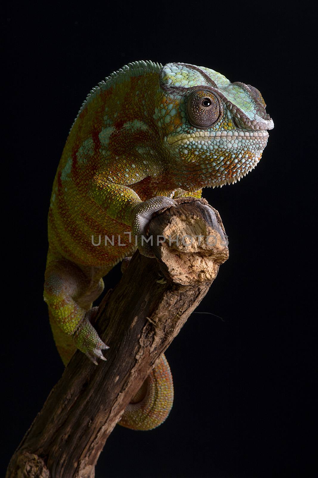 Panther chameleon by alan_tunnicliffe