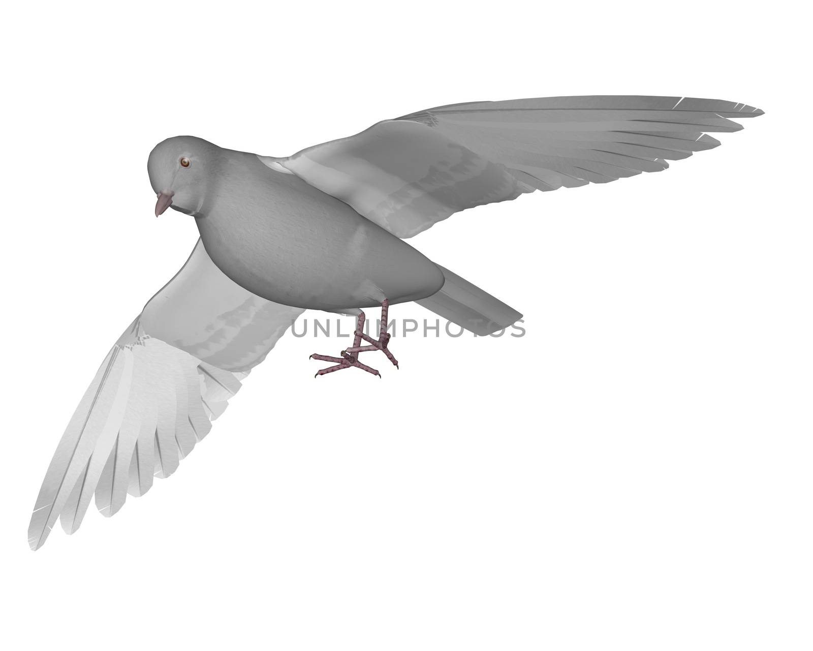 Dove flying isolated in white background - 3D render