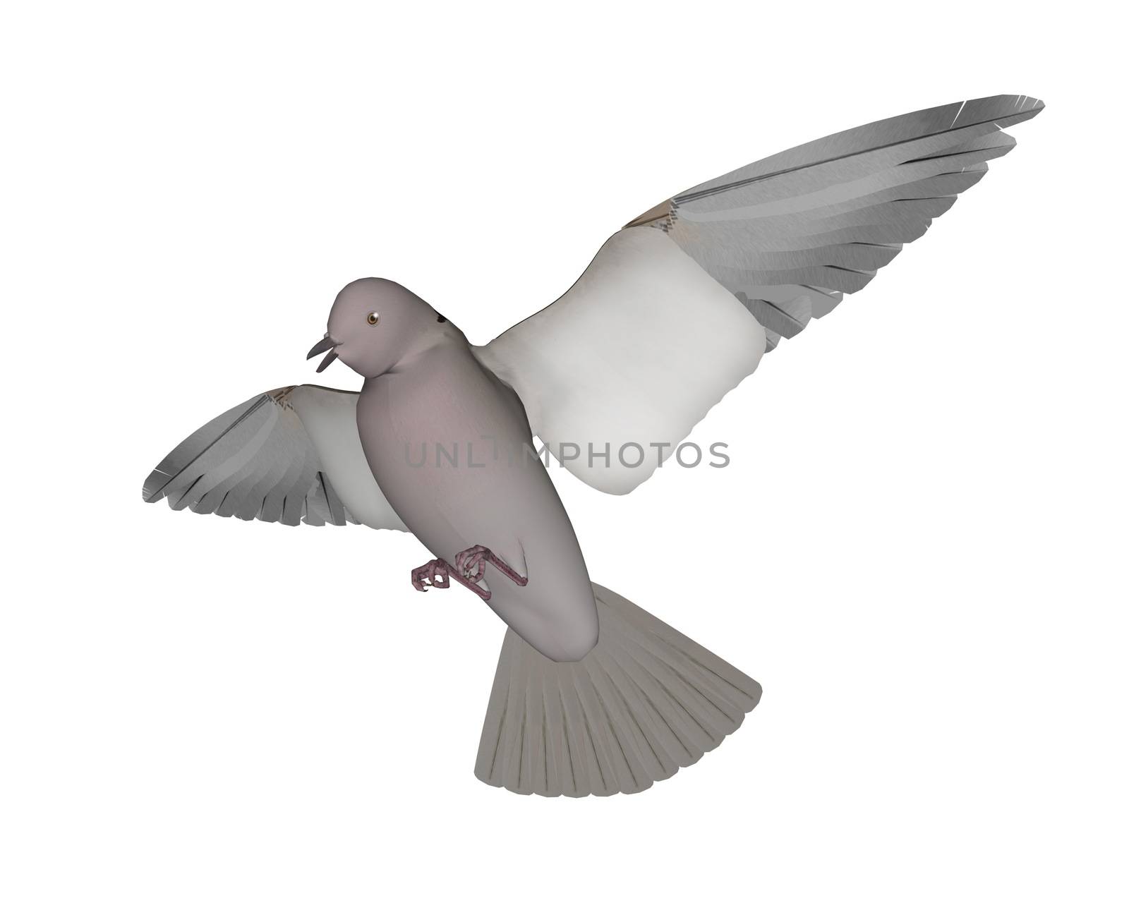 Pigeon flying - 3D render by Elenaphotos21