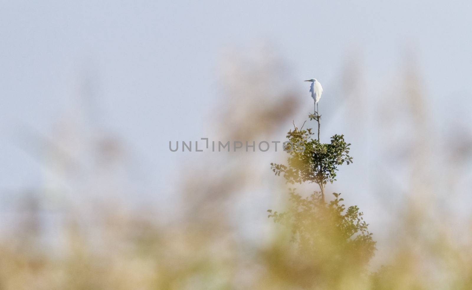 Great, common or large egret, ardea alba, standing at the top of a tree by beautiful day, Neuchatel, Switzerland