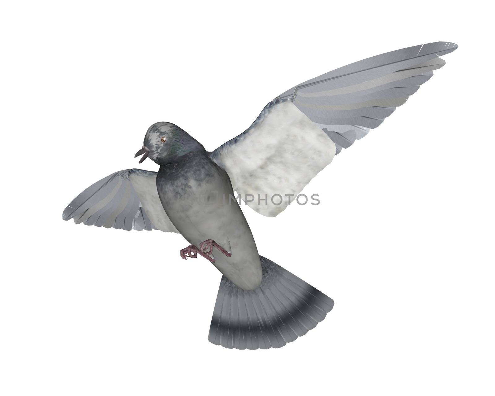 Pigeon flying - 3D render by Elenaphotos21