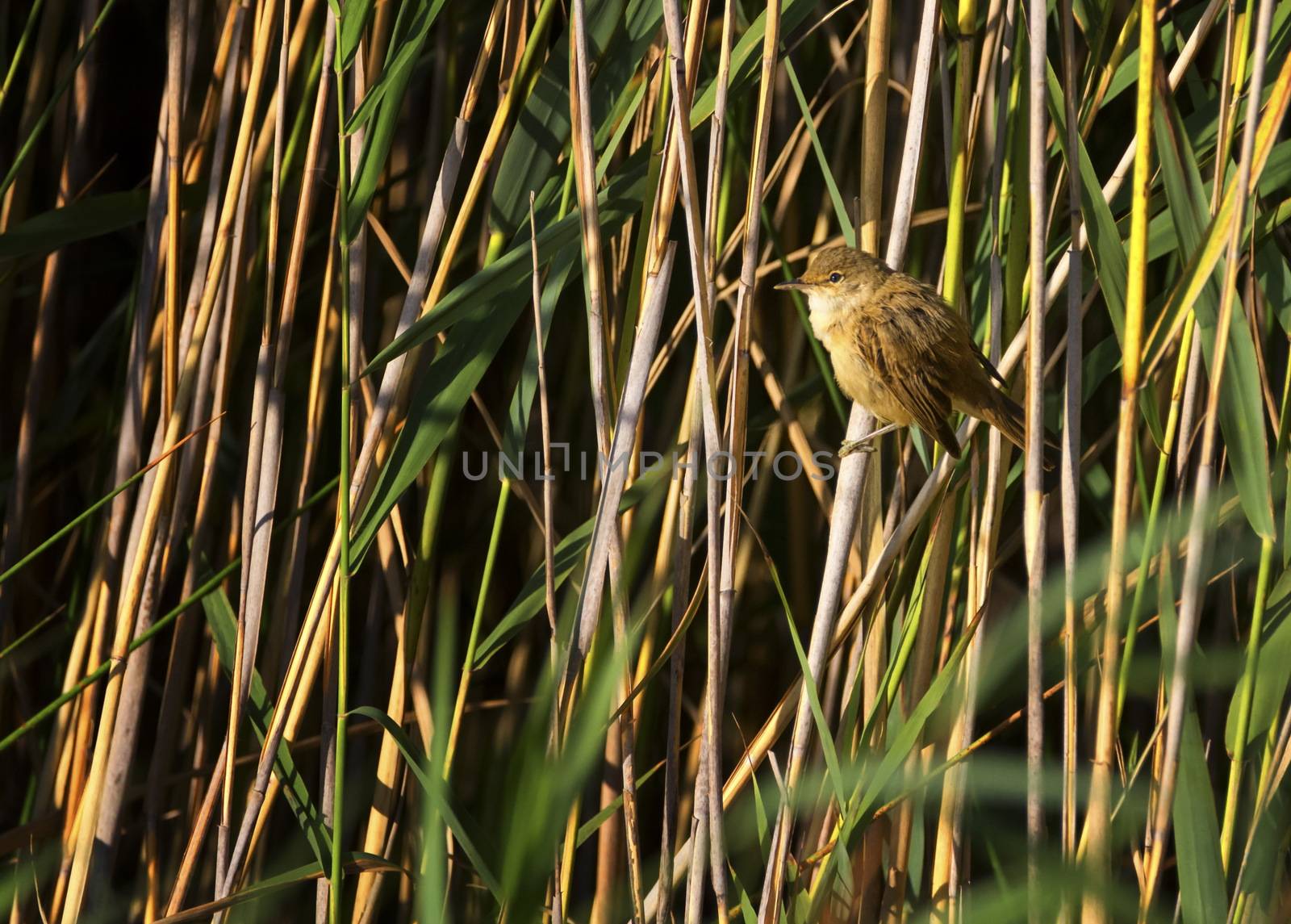 Eurasian reed warbler, acrocephalus scirpaceus, in the reed bed