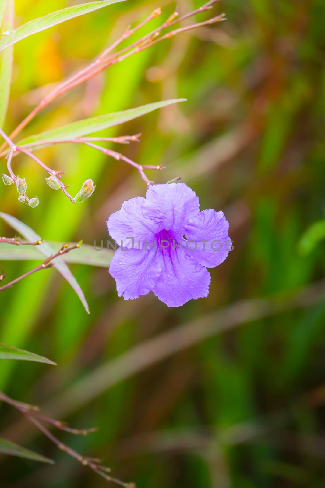 The background image of the colorful flowers by teerawit