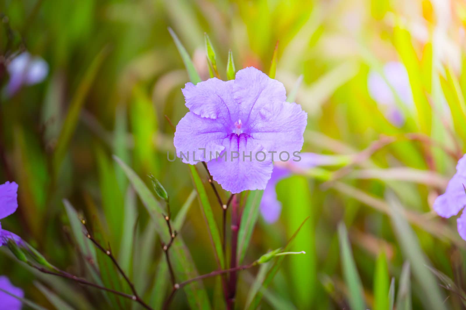 The background image of the colorful flowers by teerawit