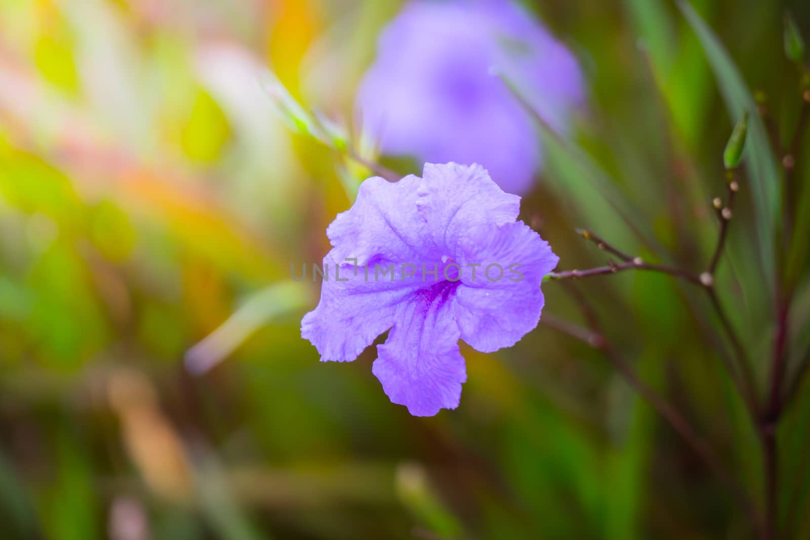 The background image of the colorful flowers by teerawit