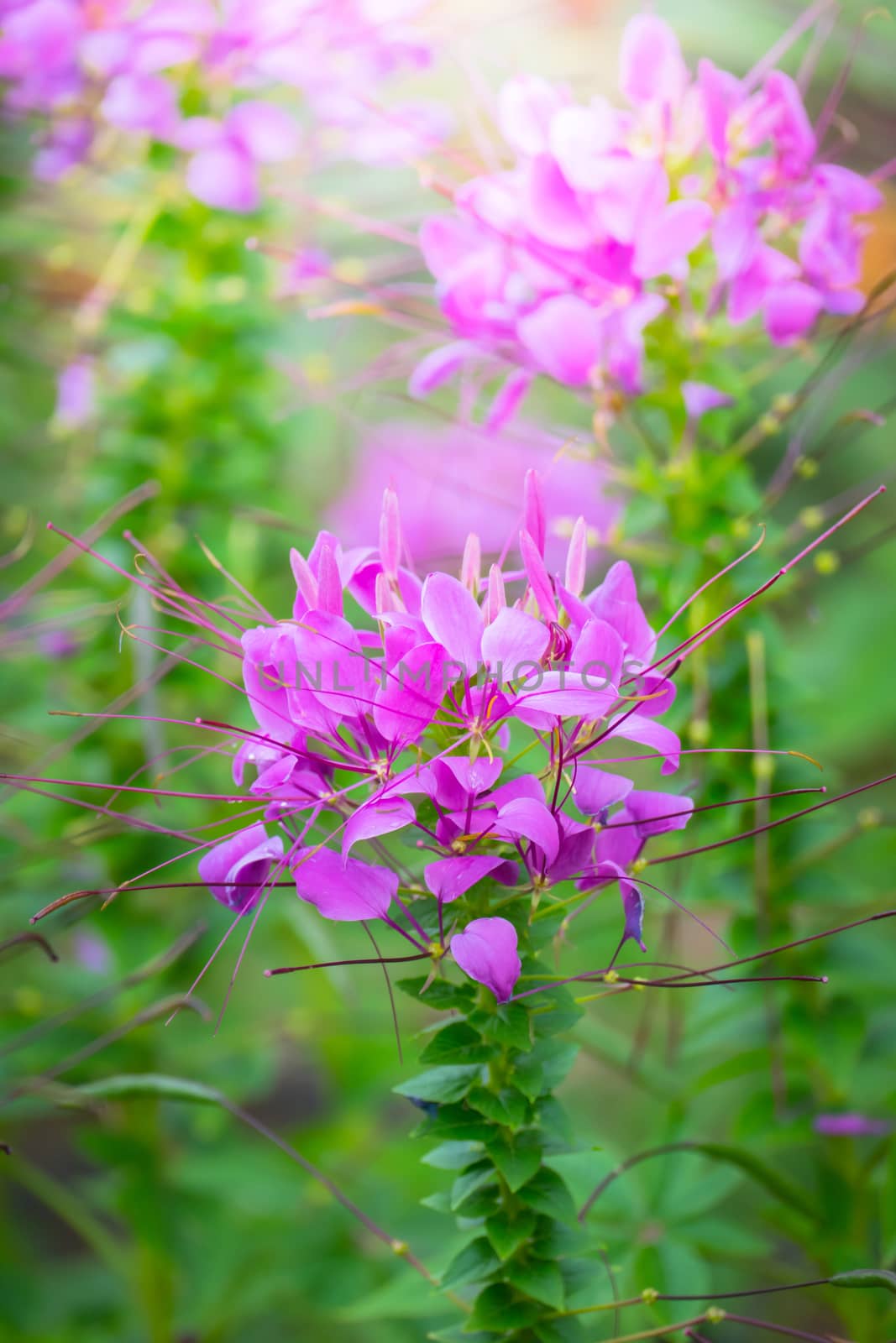 The background image of the colorful flowers by teerawit