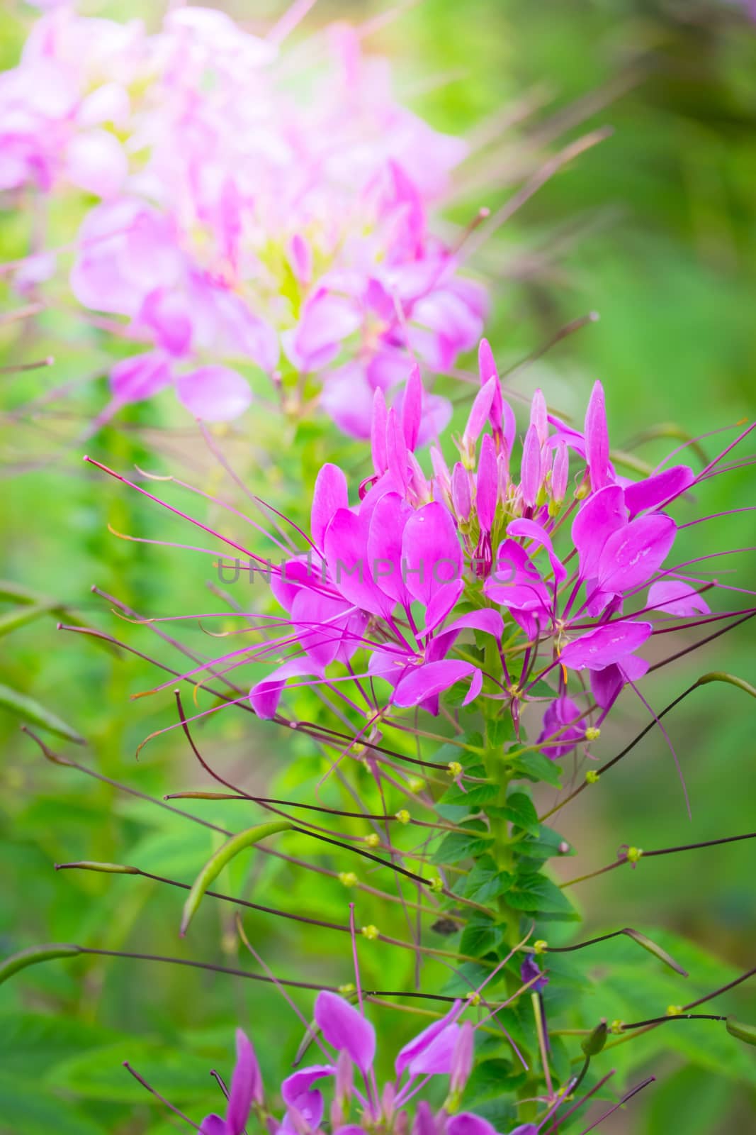 The background image of the colorful flowers by teerawit