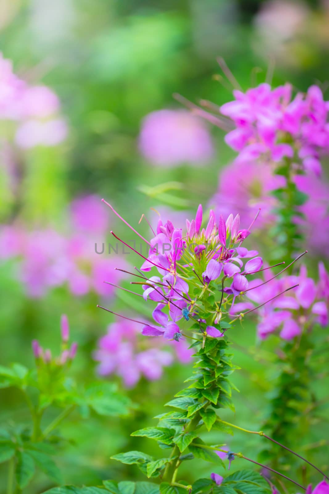 The background image of the colorful flowers by teerawit