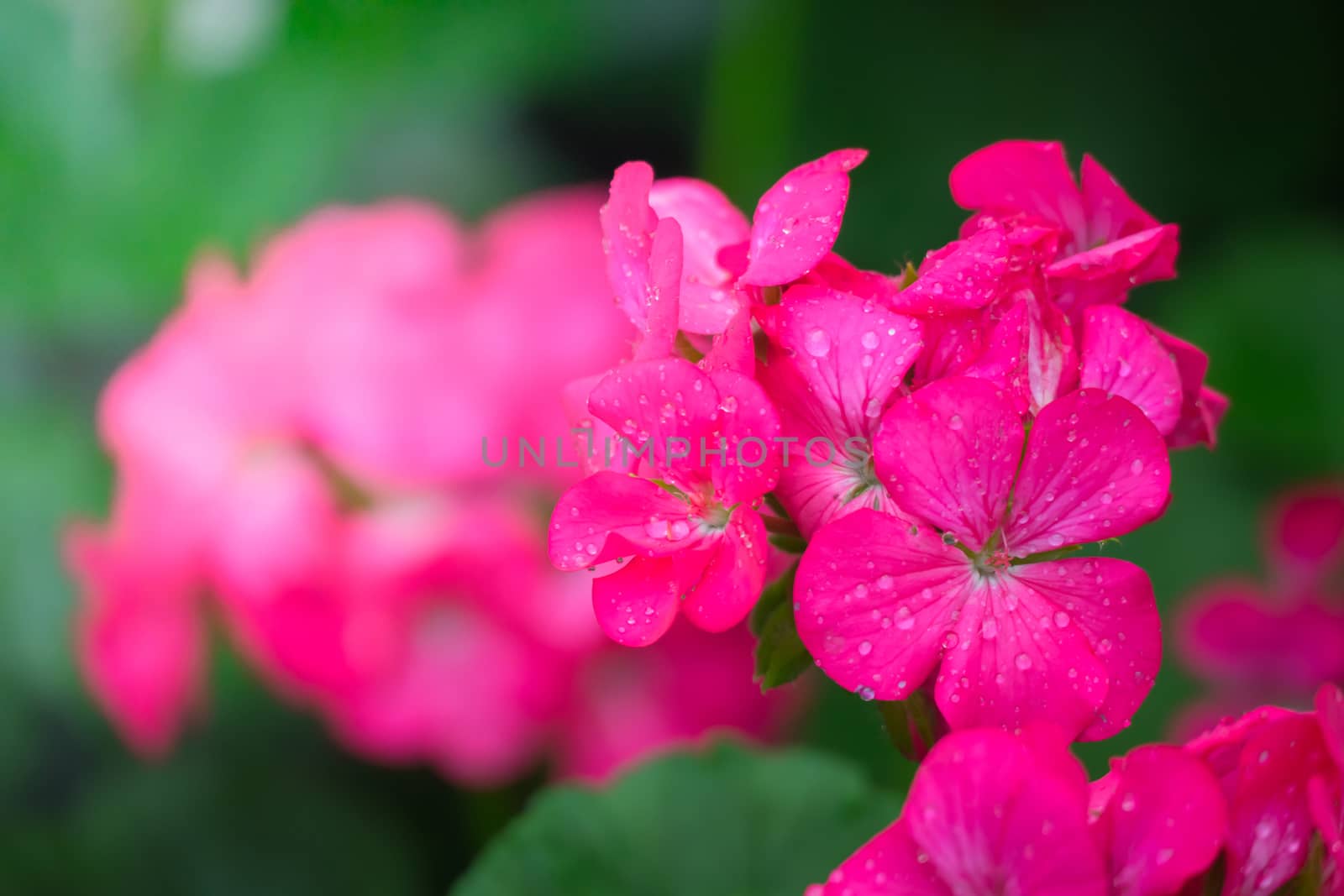 The background image of the colorful flowers by teerawit