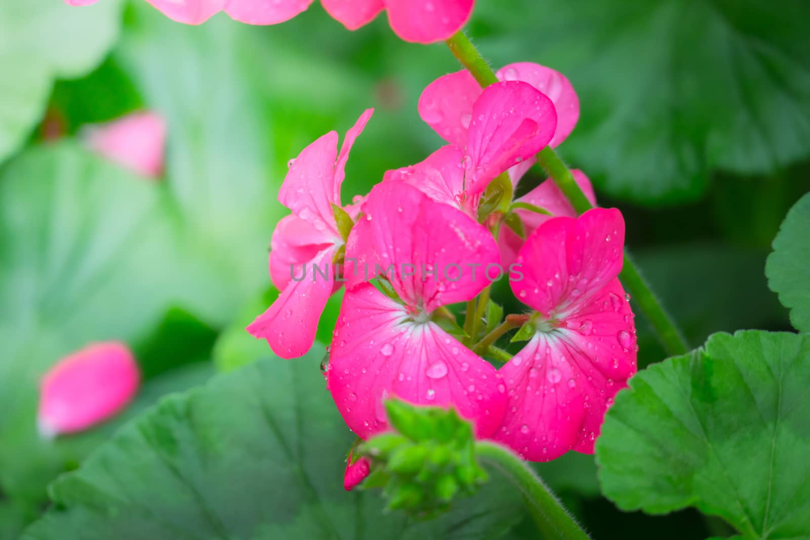 The background image of the colorful flowers by teerawit