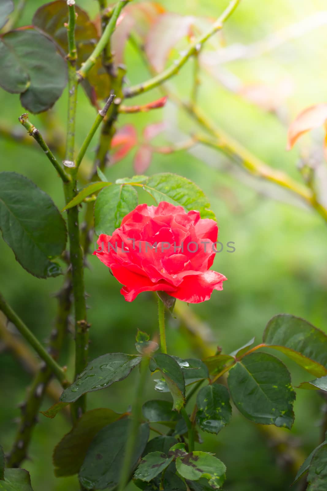 Roses in the garden by teerawit