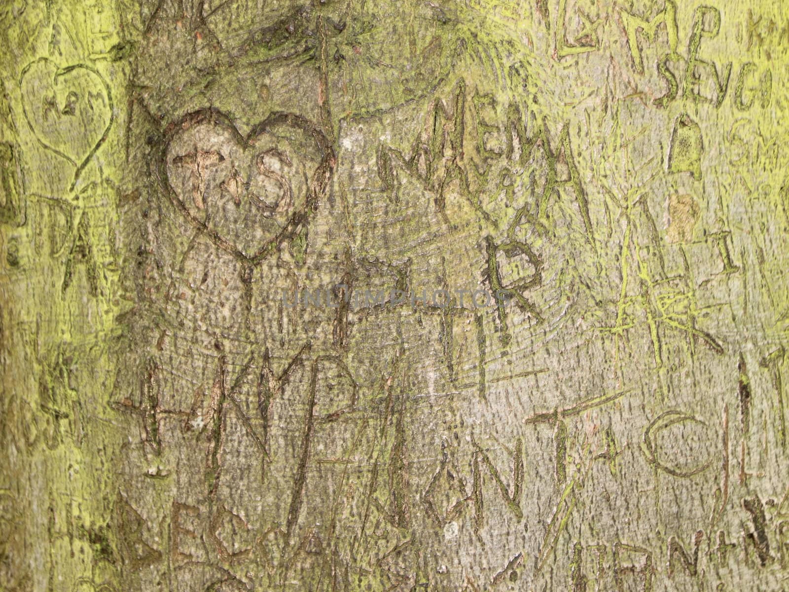 Initials Memory Carving in Green Bark on Old Tree by HoleInTheBox