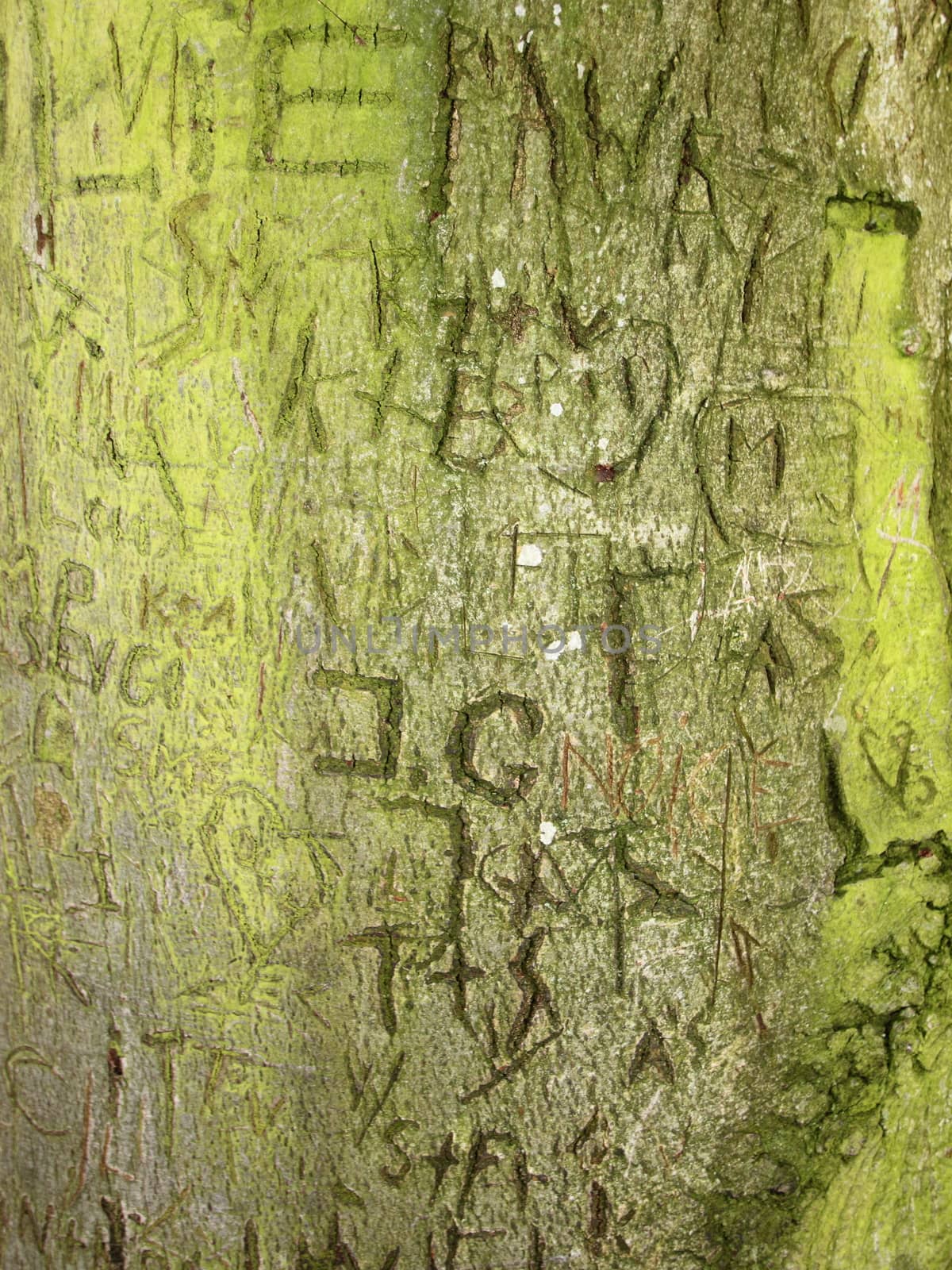 Initials Memory Carving in Green Bark on Old Tree by HoleInTheBox