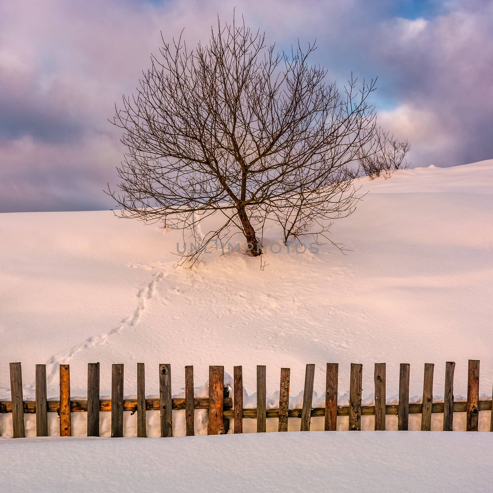 lonely  tree on snowy hillside behind the fence by Pellinni