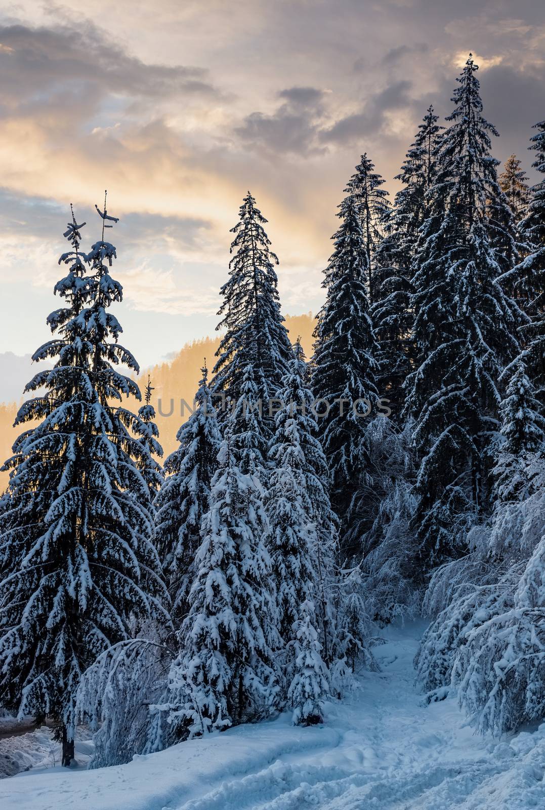snowy spruce forest at gorgeous winter sunset by Pellinni