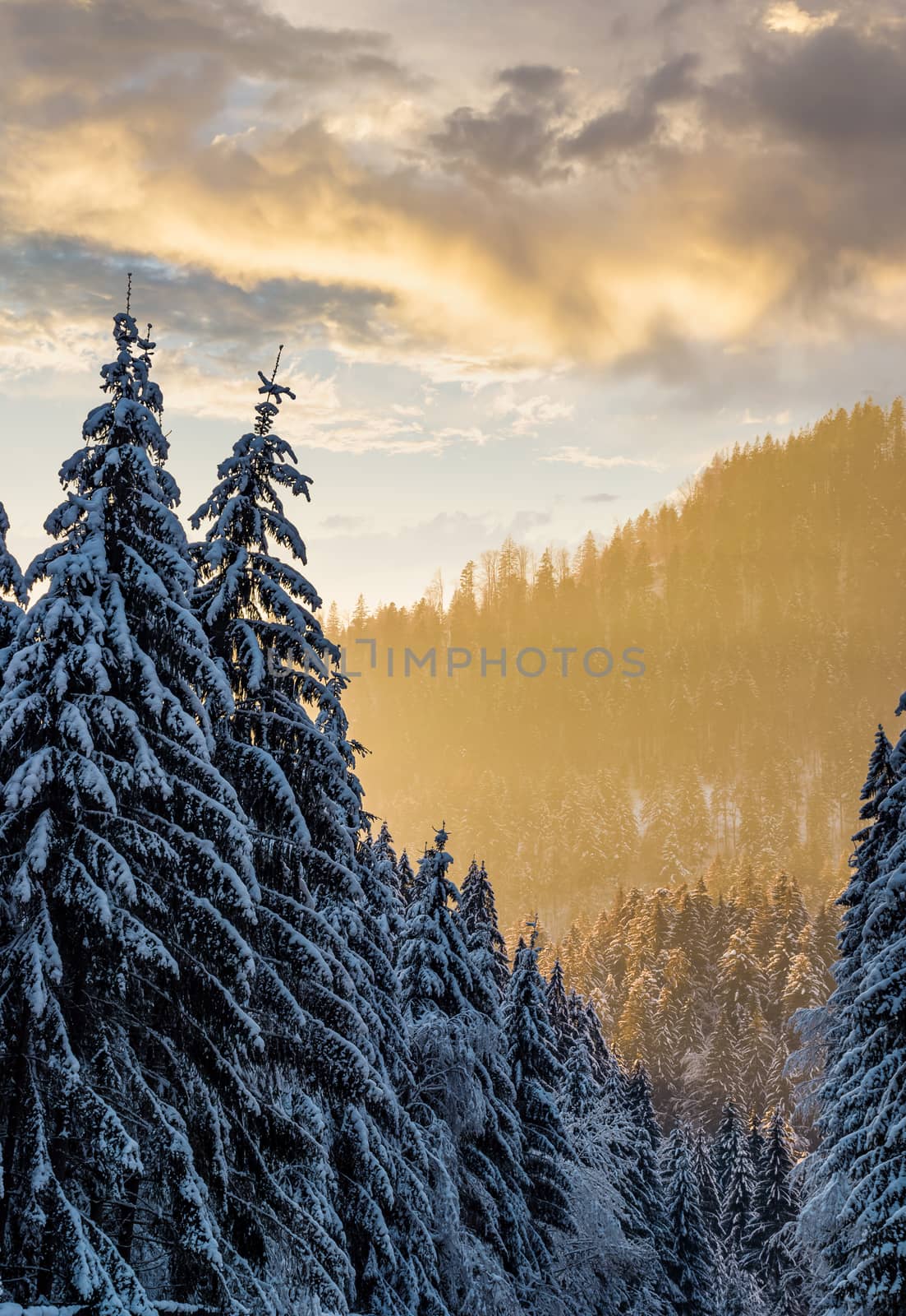 snowy spruce forest at gorgeous sunset by Pellinni