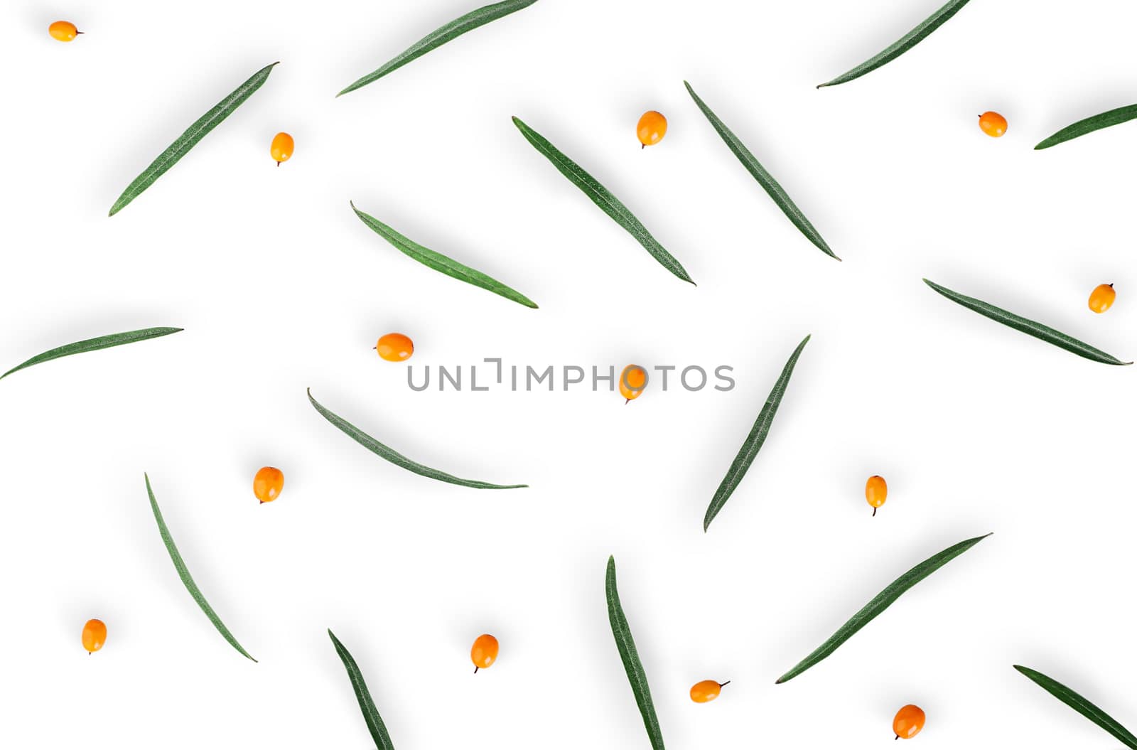 Berries of sea-buckthorn with leaves by Cipariss