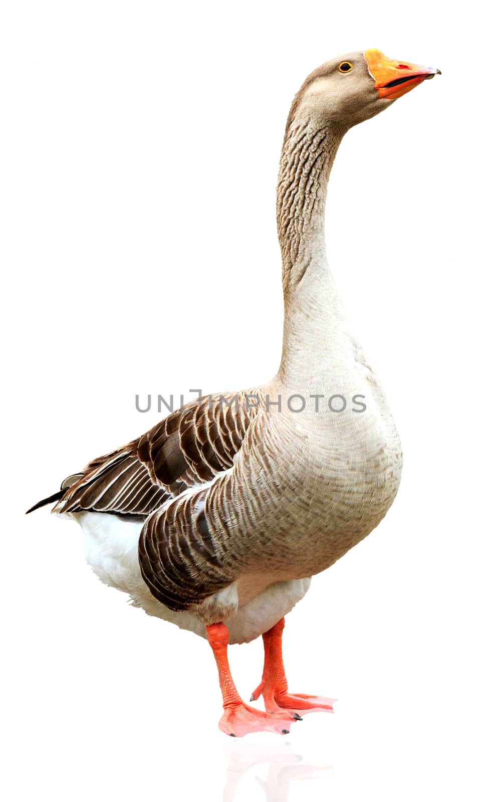 Closeup shot of big adult goose, isolated on white background by Nobilior