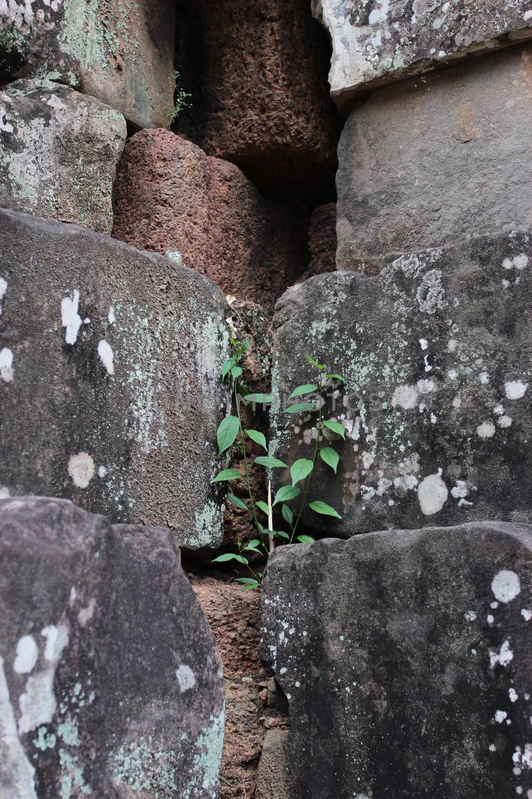 young green plant on gray stones